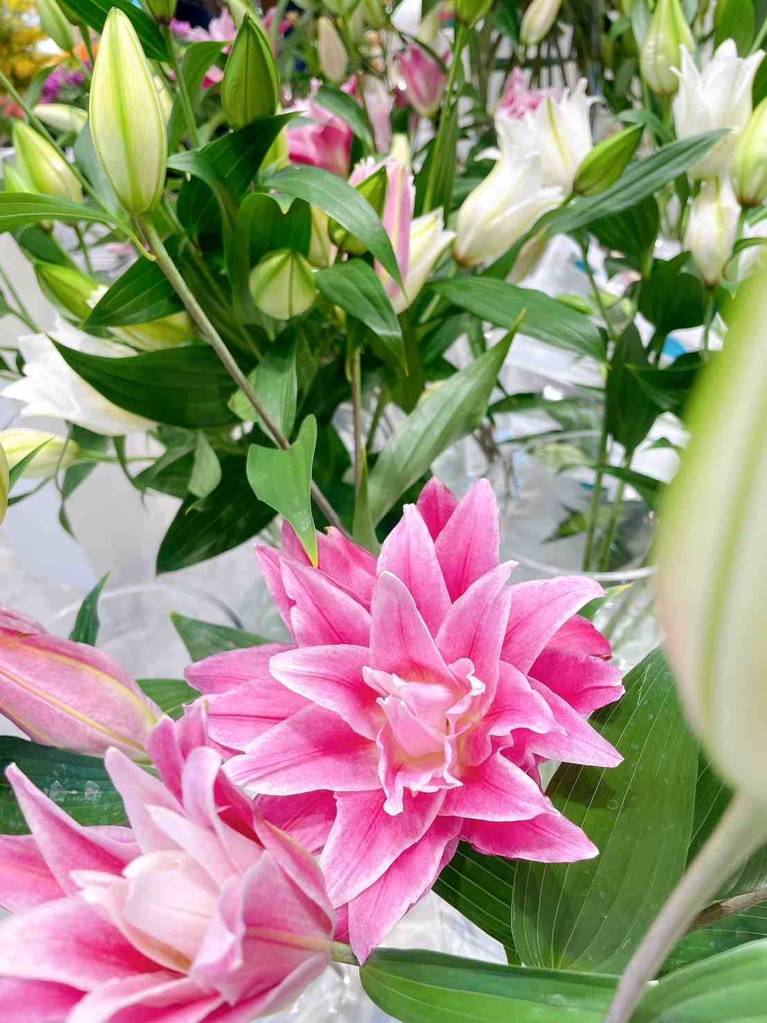 花き栽培及び製品化