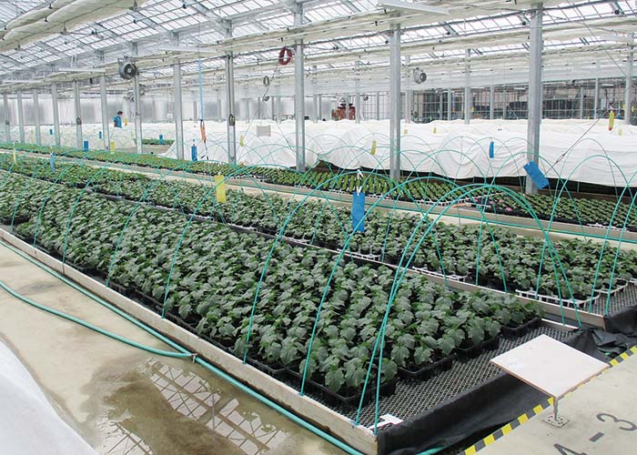 【短期】野菜苗づくりのお仕事！