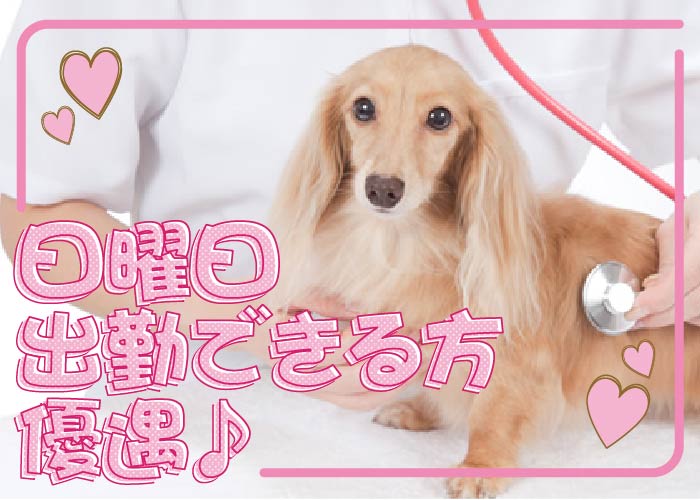 動物看護 診察補助業務 午前のみok・午後のみok