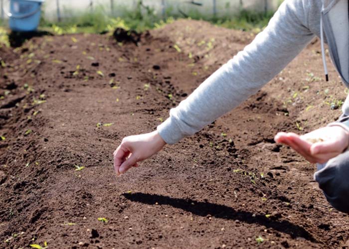 種まき、収穫、出荷準備などの農作業全般